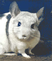 Chinchy